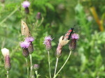 SX16047 Small Heath butterfly (Coenonympha pamphilus) and Six-spot Burnet (Zygaena filipendulae) on Thistle.jpg